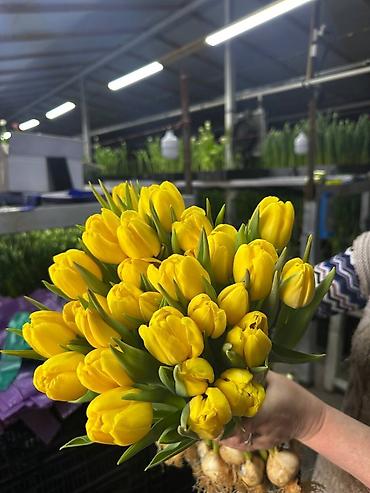 Букеты из живых цветов: Тюльпаны с луковицей — букеты прям с теплицы - Срезка с сохранённой — 2
