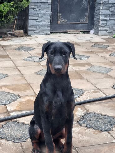 İtlər: Doberman, 4 ay, Erkek, Peyvəndli, Ünvandan götürmə, Pulsuz çatdırılma