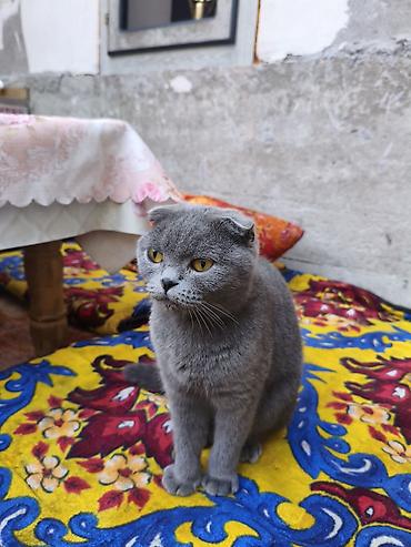 кошка вислоухая: Шотландская вислоухая кошка (Scottish Fold), окрас: сплошной голубой — 4