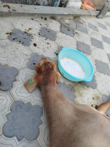 Выездные банкеты: Резат баран 999сом at lalafo.kg — 5 Выездные банкеты: Резат баран 999сом — 5