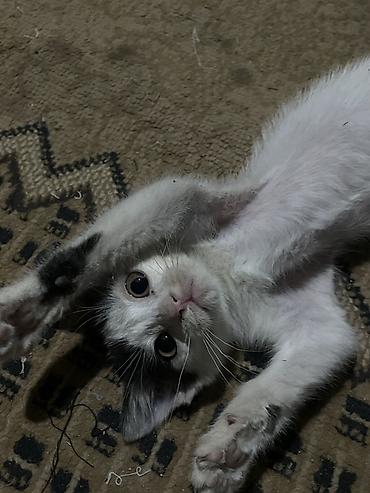 рыжий пятнистый кот купить: Котёнок, белый с серо‑чёрными пятнышками - Примерный возраст: котёнок — 1