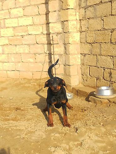 İtlər: Doberman, 9 ay, Erkek — 12