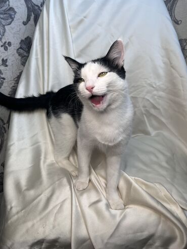 Продажа кошек: Беспородная, 9 месяцев, Мальчик, Биколор, Приучена к лотку, Проглистована, С документами — 6