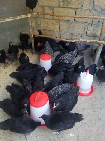 Toros xetti Avstralorp toyuqlari, temiz qan, 2ay 10gunlukdu