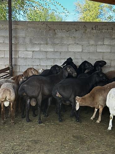 Продам с/х животных: Продаю | Баран (самец) | Полукровка | На забой | Племенные — 1