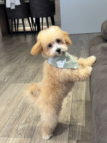 İtlər: 4 ay, Dişi, Peyvəndli, Ünvandan götürmə — 2