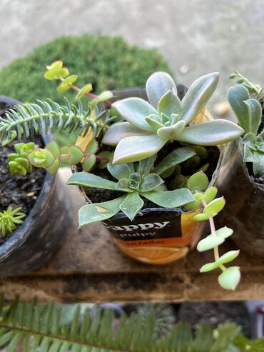 Xalçalar: Xalça -da lalafo.az — 62 Xalçalar: Xalça — 62