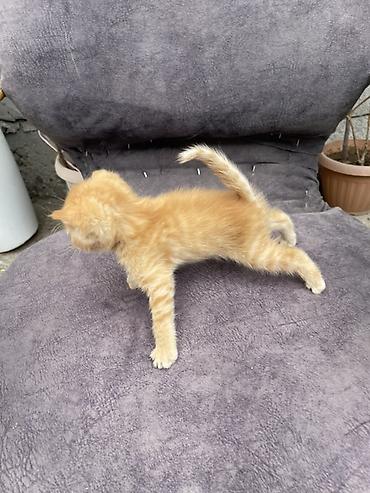 Продажа кошек: Котята - Описание: Милые домашние котята, короткошёрстные. На фото — — 5