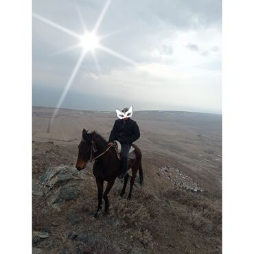 кулун колу в Кыргызстан | ЖЫЛКЫЛАР, АТТАР: Колу буту таза жазга бышты