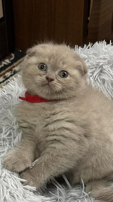 Продажа кошек: Шотландский чистокровный вислоухий котёнок (Scottish Fold),девочка — 7