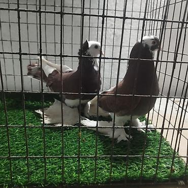Другие с/х животные: Породистые декоративные голуби. Описание: - Порода — 29