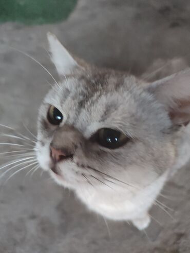 жаныбарлар: В связи с переездом продаю для разведения породы чистокровного котика