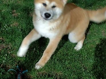 Psi: Stenci Akita Inu (Japanska Akita) stari cetiri meseca, vakcinisani i — 7