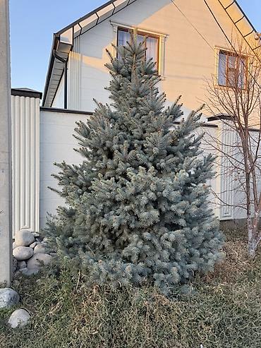 шлифовальную машинку по дереву: Голубая ель (Picea pungens ‘Glauca’) для ландшафта. 2 голубые ели с — 10