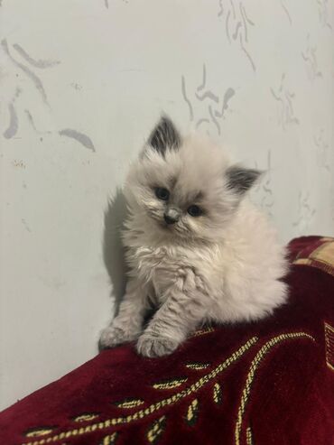 Pişiklər: Şotland uzun tüklü, Erkək, Cütləşmə üçün, Ünvandan götürmə — 14