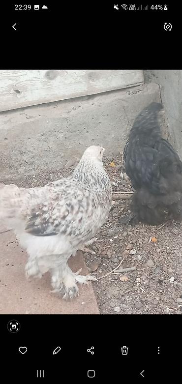 cücə qiymətləri: Cins toyuq balaları – tüklü pəncə (pəncələri lələkli) ləhçəli — 2