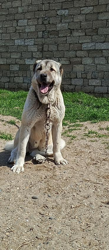 İtlər: Kanqal, 2 il — 5