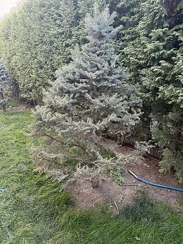 инжир саженец купить: Ель голубая НЕДОРОГО — крупномерные экземпляры для озеленения участка — 6