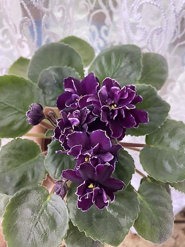 Фиалки и глоксинии: Продам! 1 Детки стандартных сортовых фиалочек. Цена за детку от 80 — 9