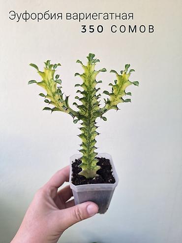 комнатный цвиты: 🌿 Комнатные растения/цветы (детки/молодые растения). 🪴 Названия и цены — 4