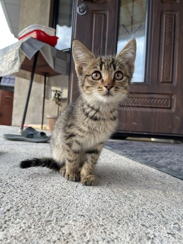 в хорошие руки котенка: Отдаем котенка в хорошие руки, нашли на улице, девочка примерно 2