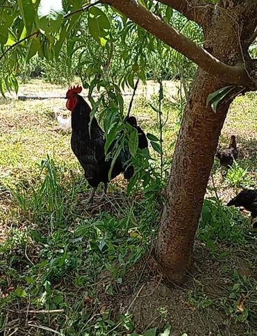 kend toyuqlari: Toyuq, Australorp, Damazlıq