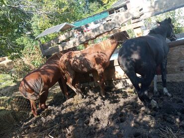 лошадь кок бору: Срочна семиз тайлар сатылат парода бар палтарашкалар Сокулукта