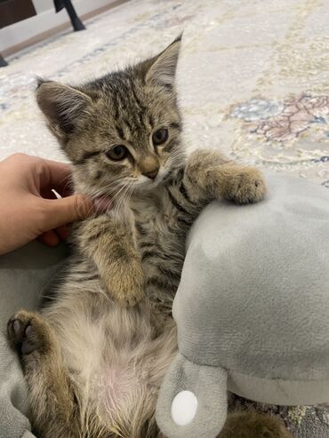 сибирская кошка цена: 🐾 Ищем дом для малышей! Моим котятам уже почти 3 месяца 🥹 ✨ Черный