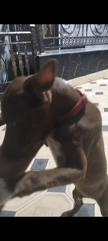 it satan: Pitbul, 4 ay, Erkək, Peyvəndli — 2