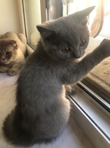 Pişiklər: Şotland yastı qulaq, Erkək, Dişi, Yaxşı əllərə, Ünvandan götürmə, Pulsuz çatdırılma, Ödənişli çatdırılma — 87