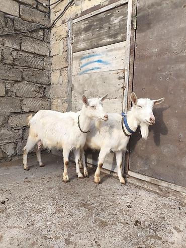 Keçilər, çəpişlər: Təmiz orginal 3 dənə Sani satılır ikisi balalıdı hərəsin bir balası — 2