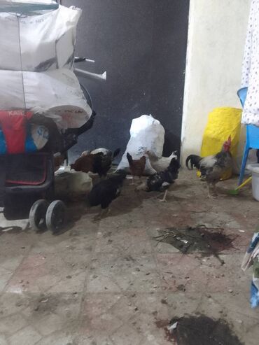 İnformatika: 3 xoruz 3 ordey qalani toyug obsi 14dene