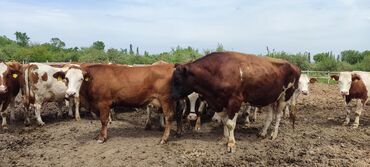 Коровы, быки: Продаю | Бык (самец) | Симментальская | На откорм, На забой, Для разведения | Осеменитель