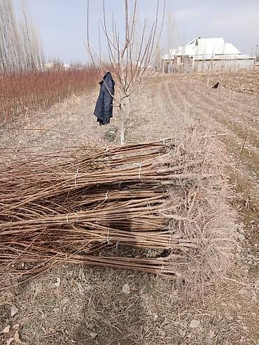 Другие фруктовые и ягодные растения: Ассаламу алайкум Турдуу кочоттор сатылат дыйканчылык озубуз — 11