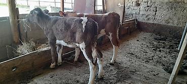 Коровы, быки: Продаю | Музоо, торпок | На откорм — 6