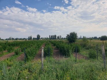 продажа дома в беловодске: 120 соток, Айыл чарба үчүн, Техпаспорт, Сатып алуу-сатуу келишими