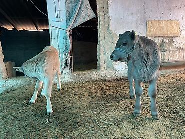 Коровы, быки: Продаю | Музоо, торпок | На откорм | Племенные — 5