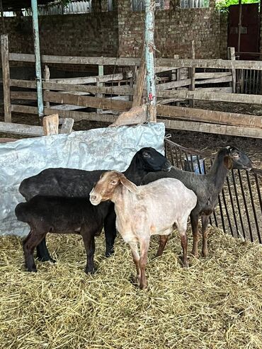 Другие с/х животные: В продаже бараны матки(овцы), на забой, для разведения, Цена