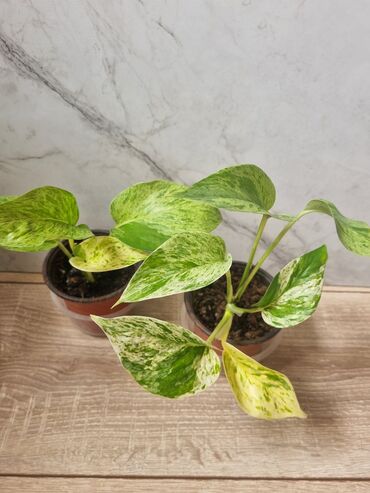 Филодендроны: Сциндапсусы,сансевиерии ва,алоказия,бегония макулата монстера — 9