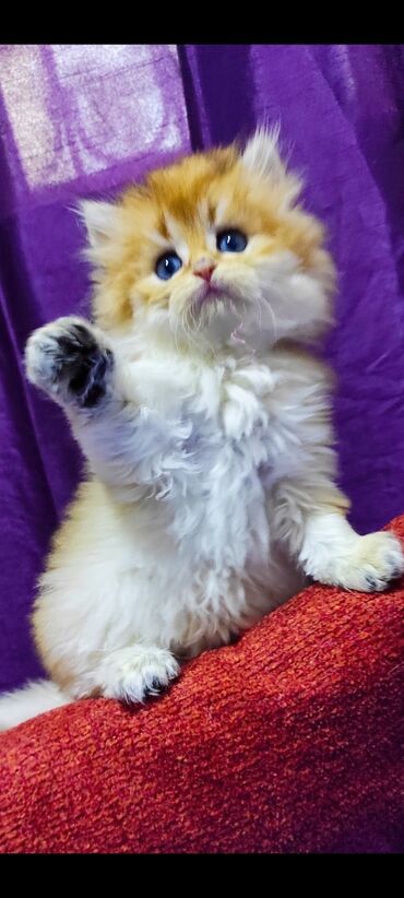 британская кошка: Золотая шиншилла британец мальчик родился 14 март Родители Британская
