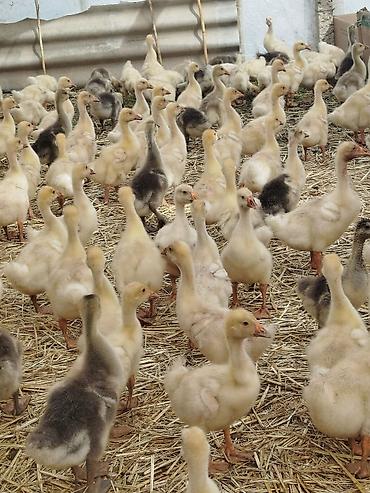 ördək yumurtası satışı: Qaz balaları – sağlam və canlı sürü - Cins: təsərrüfat qazları (ağ və — 3
