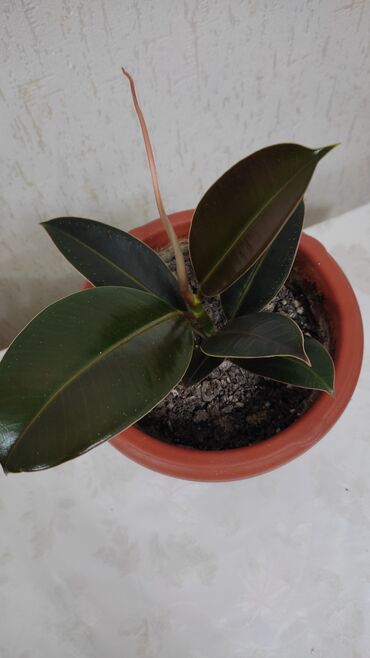 офисные растения: Фикус Мелани. Один из самых красивых и неприхотливых видов фикуса