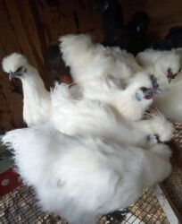 куплю курей домашних: Продаю семейку Китайский шелк! 5 петухов и 11 кур! Возраст 2 года! В