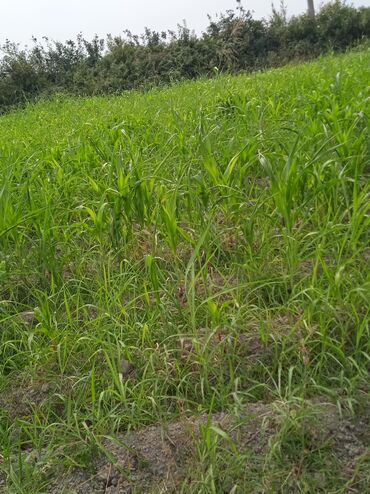 Torpaq sahələrinin satışı: 36 sot, Kənd təsərrüfatı, Kupça (Çıxarış) — 15