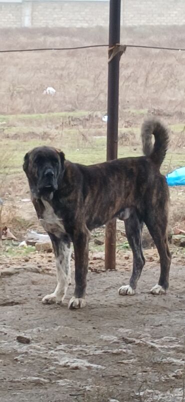 İtlər: Qurdbasar, 3 il, Erkek, Peyvəndli, Ödənişli çatdırılma — 1