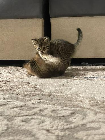 Кошки: Котята шотландской породы скоттиш-страйт — 5