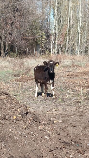 бээ кобыла байтал: Продаю | Музоо, торпок | Полукровка | На откорм | Искусственник