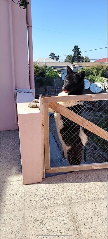 alman itleri: Akita-inu, 2 il, Erkək, Cütləşmə üçün, Pulsuz çatdırılma — 1