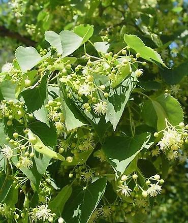 Клён: Продаю разное декоративный дерево .(Viburnum opulus) – для живых — 19