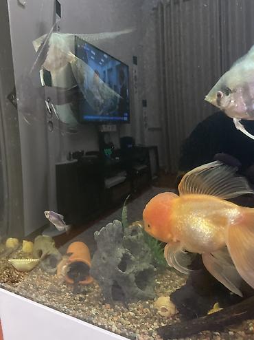 живые рыбы: Аквариум Senagr Aquatics 150 л с тумбой + 8 видов рыб Продаю — 7